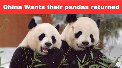 why are all pandas being sent back to china